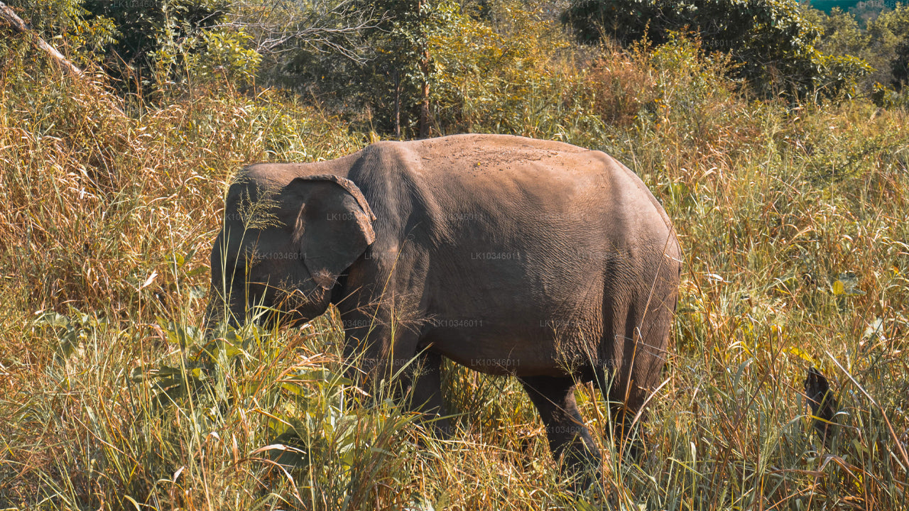 Tales of Ancient Ceylon uit Colombo (3 dagen)