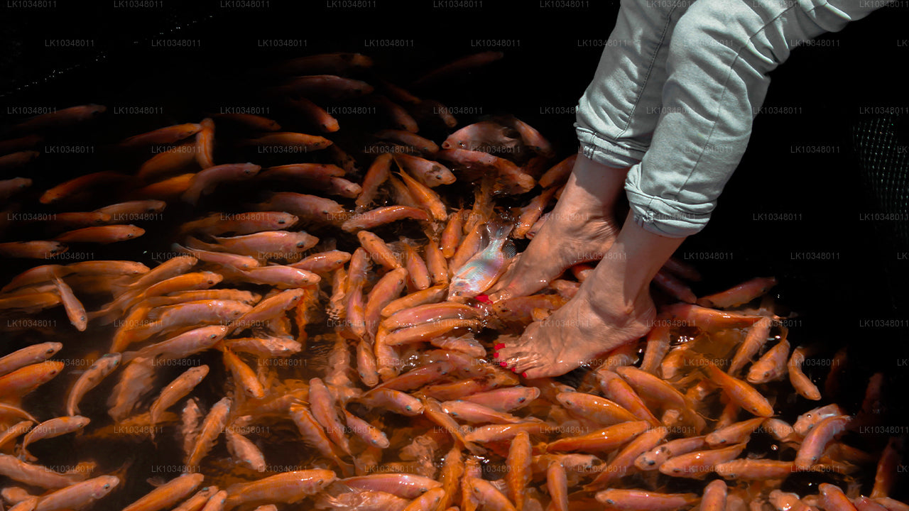 Cosy Sri Lanka (3 dagen)