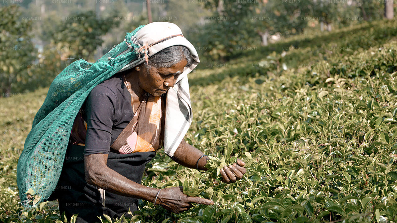 Horton Plains Adventure (4 dagen)