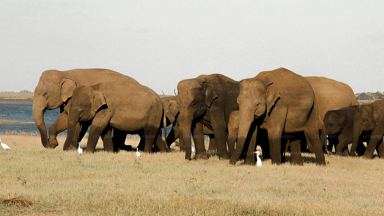 Rondreis naar de Aboriginals in Sri Lanka (4 dagen)
