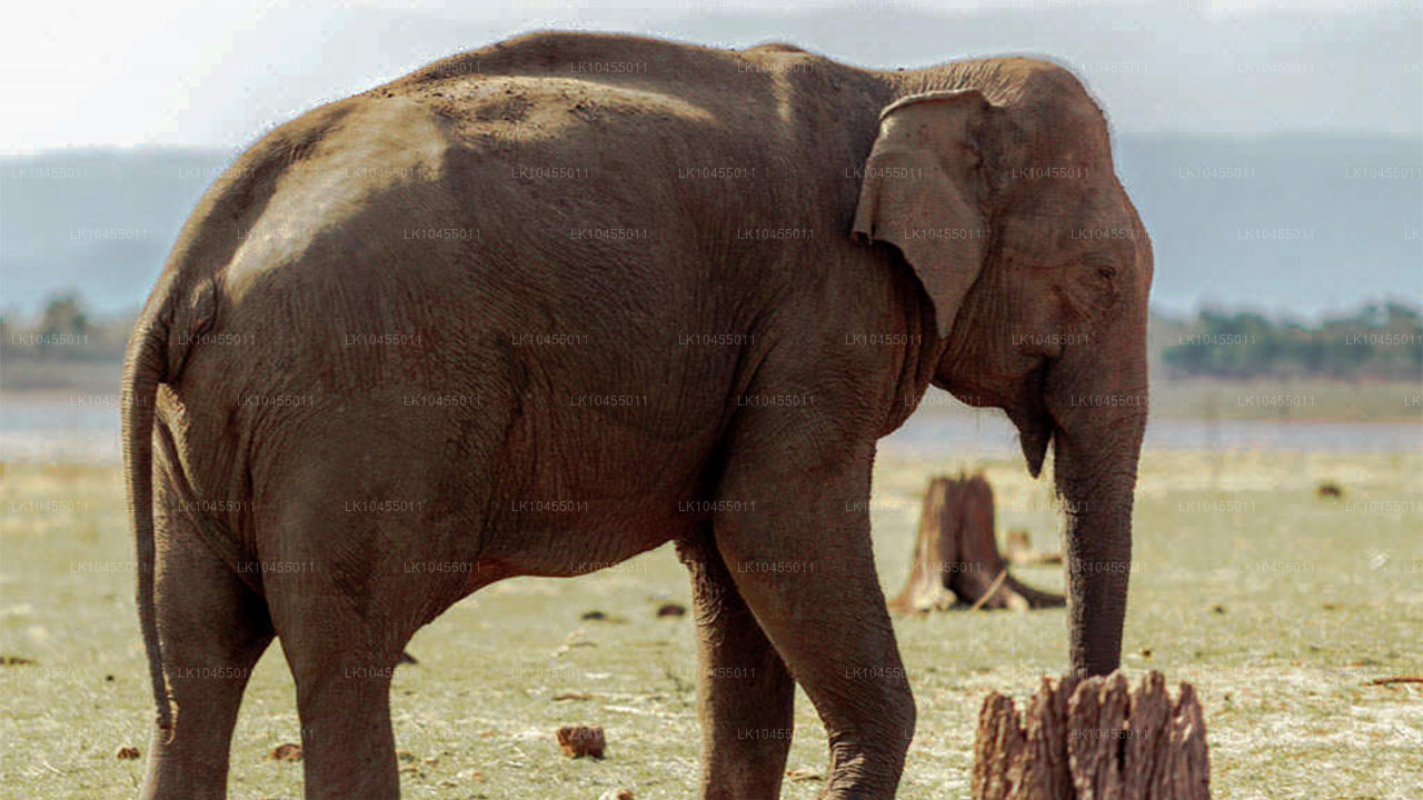 Rondreis naar de Aboriginals in Sri Lanka (4 dagen)