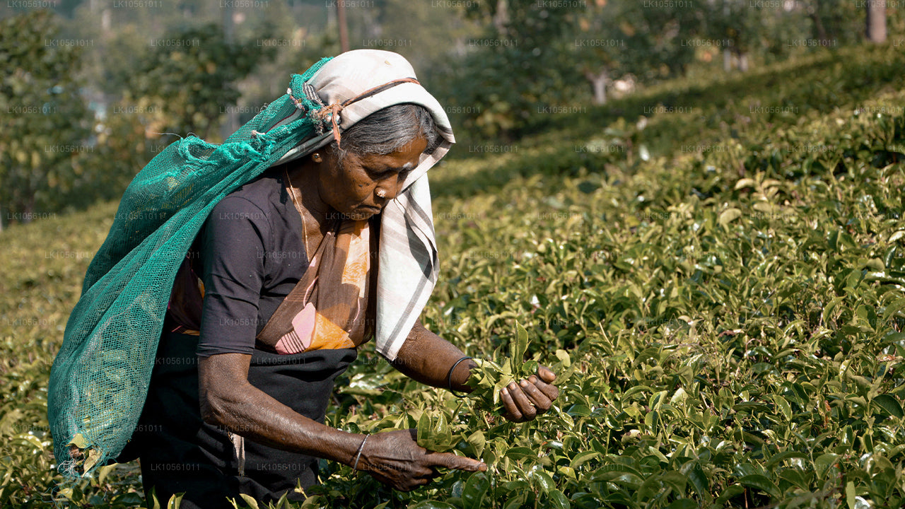 Island of Wonder (5 dagen)