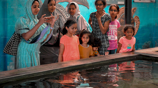 Hotspots van Sri Lanka (5 dagen)