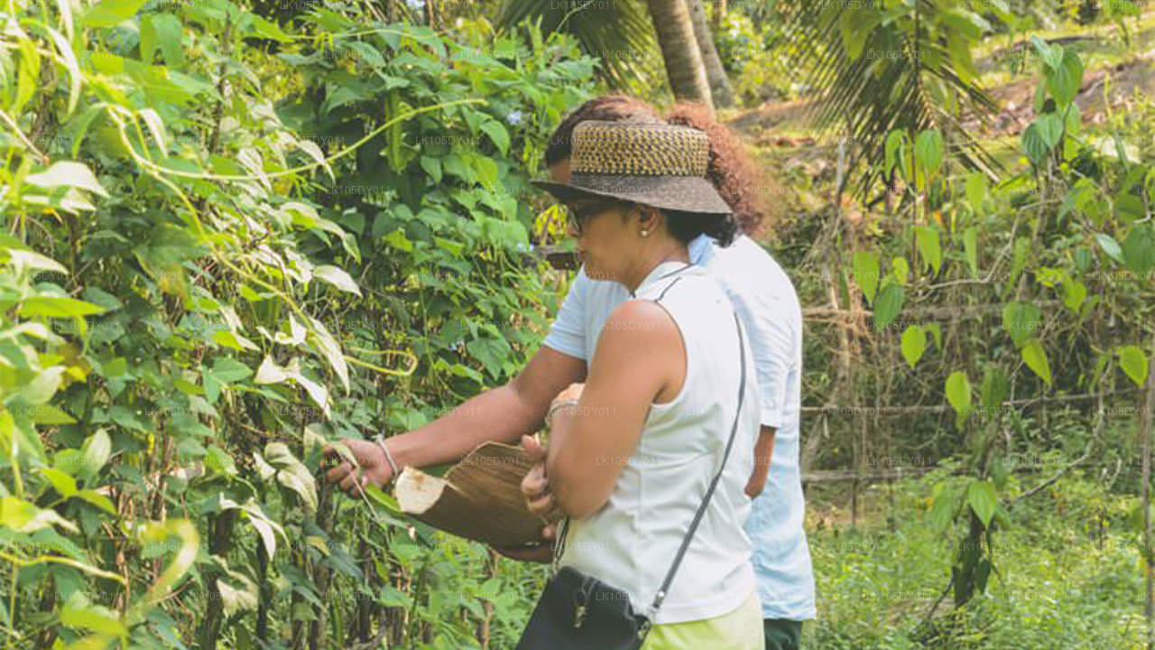 Agro-rondreis door Sri Lanka (6 dagen)