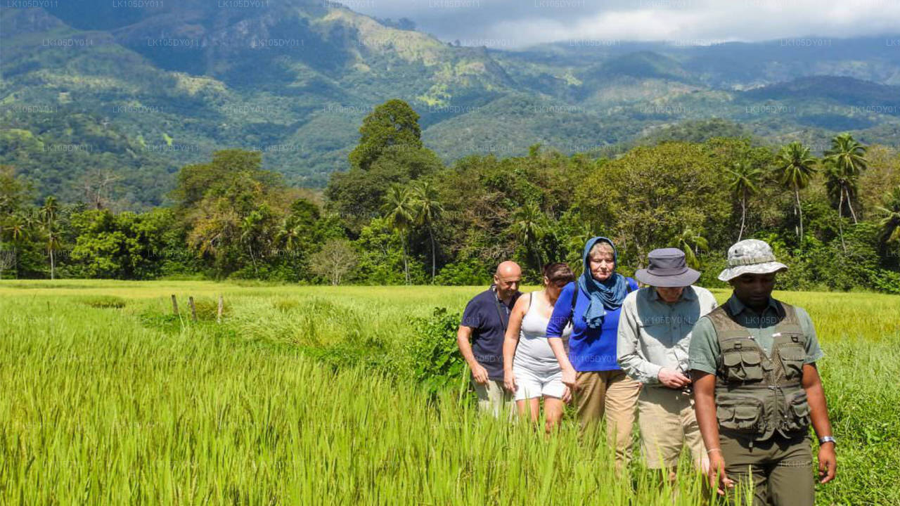 Agro-rondreis door Sri Lanka (5 dagen)