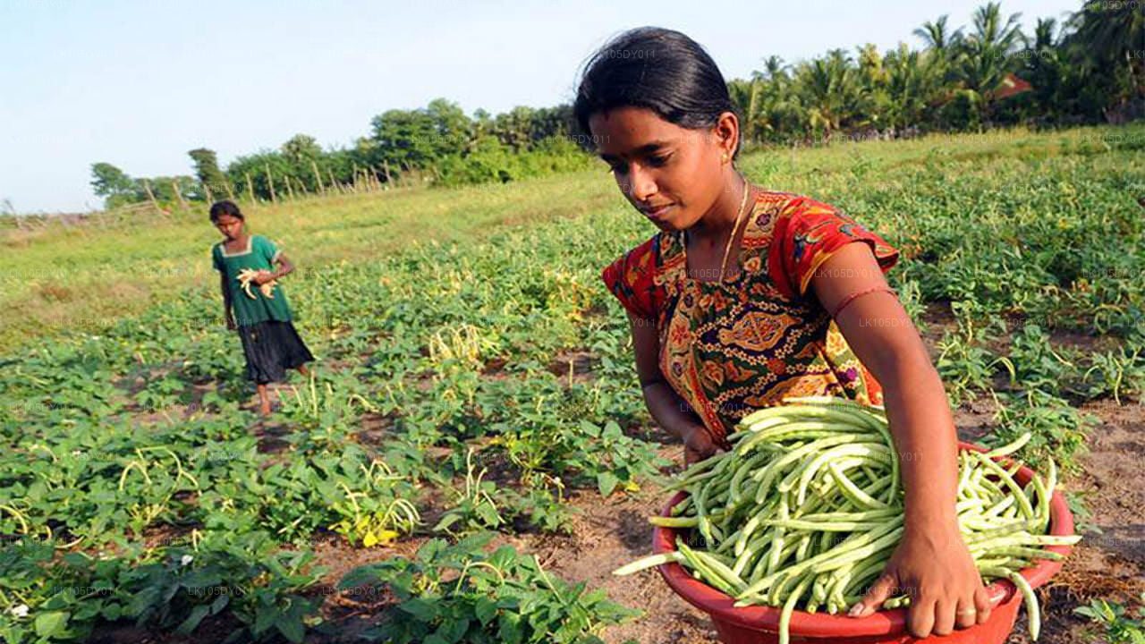 Agro-rondreis door Sri Lanka (5 dagen)