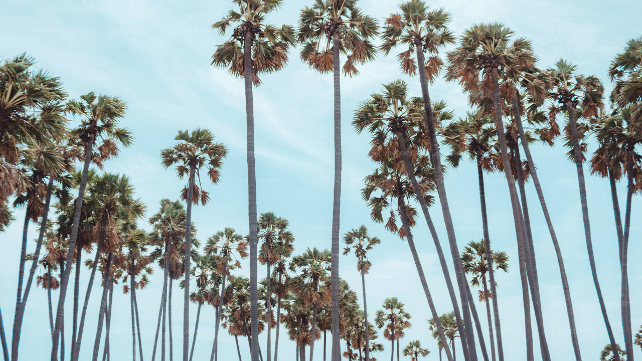 Ongelooflijke Jaffna (7 dagen)