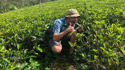 Wandeling midden in de cultuur (8 dagen)