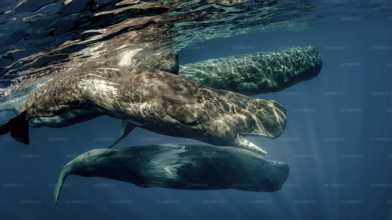 Quintessential Ceylon (8 dagen)