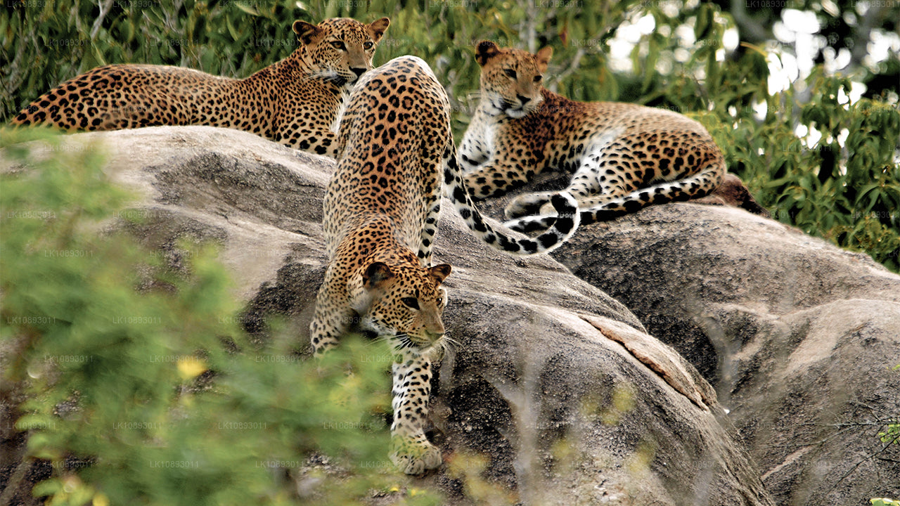 Wild Wonders (8 dagen)