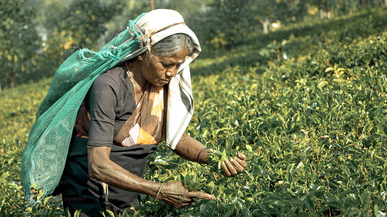 Cultuur en wildernis (8 dagen)