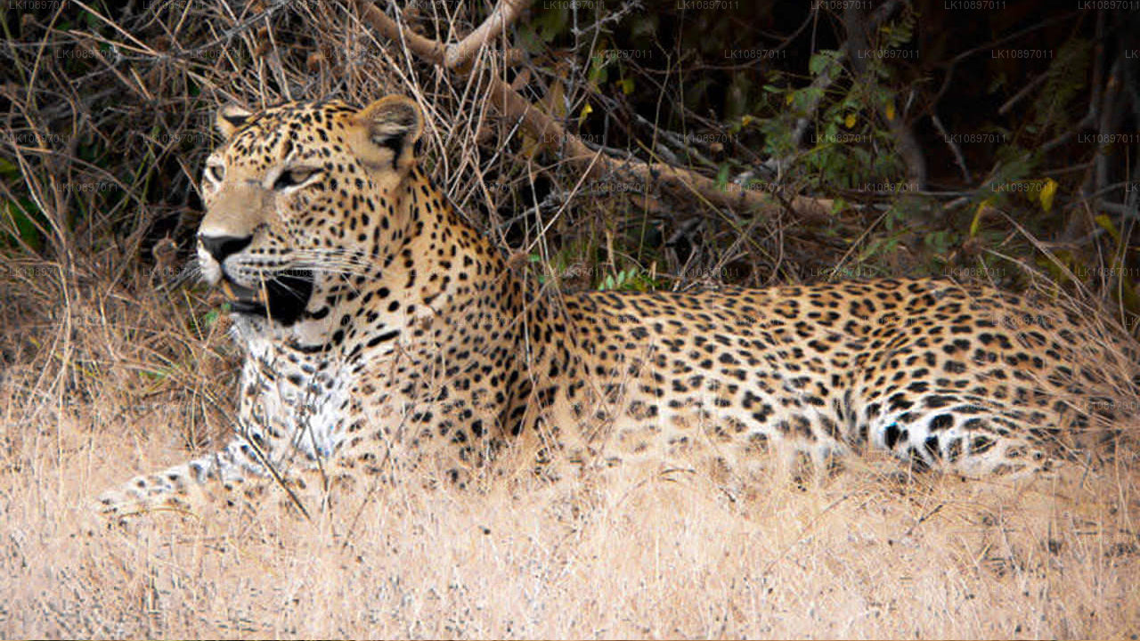 Cultuur en wildernis (8 dagen)