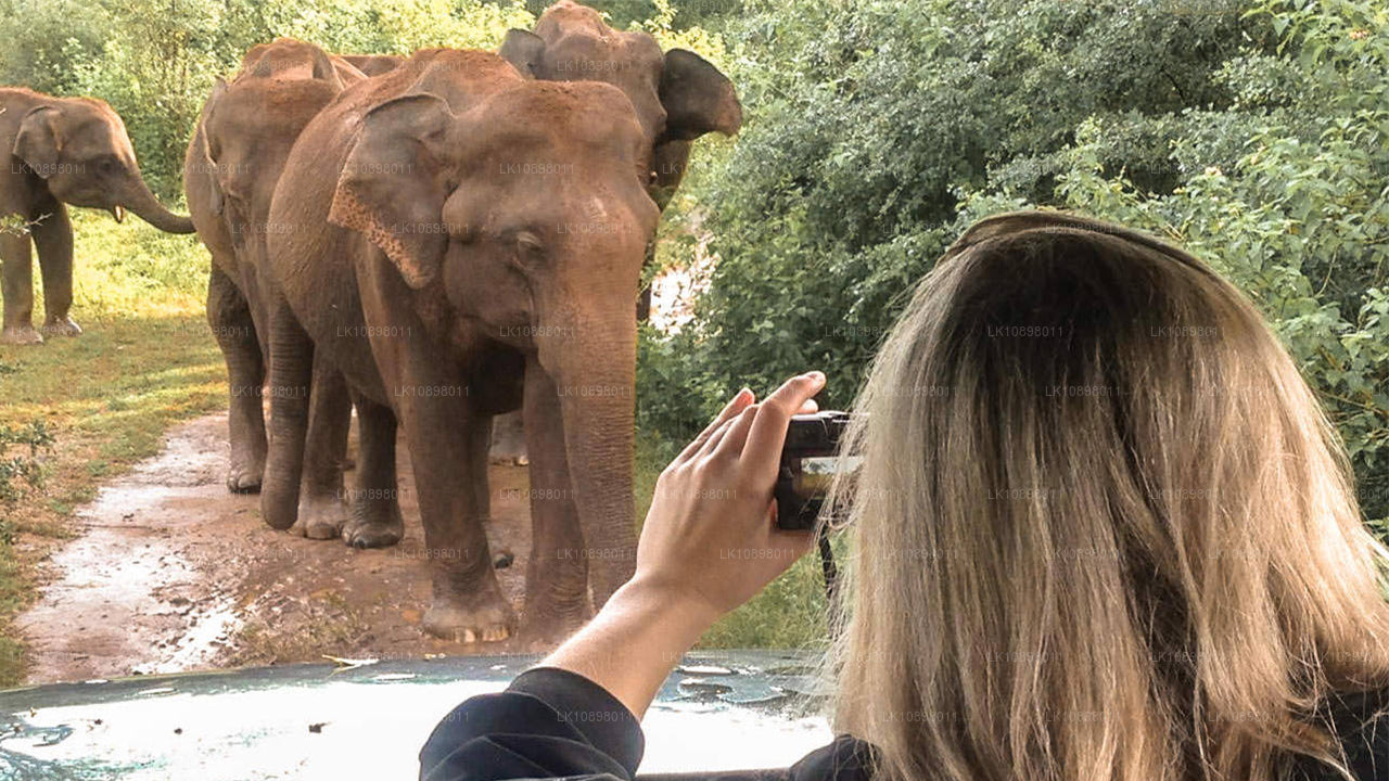 Ontdek Serendib per trein (8 dagen)