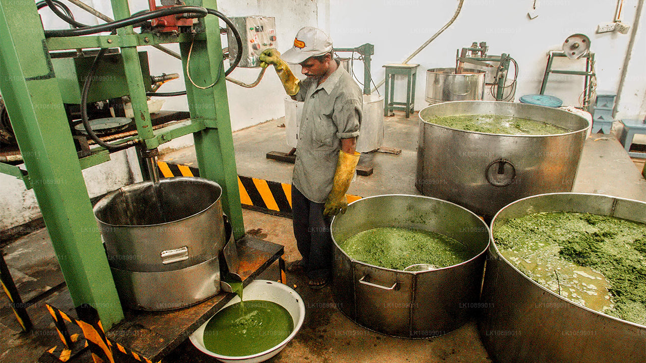 Ontspanning en ontspanning met Siddalepa (8 dagen)