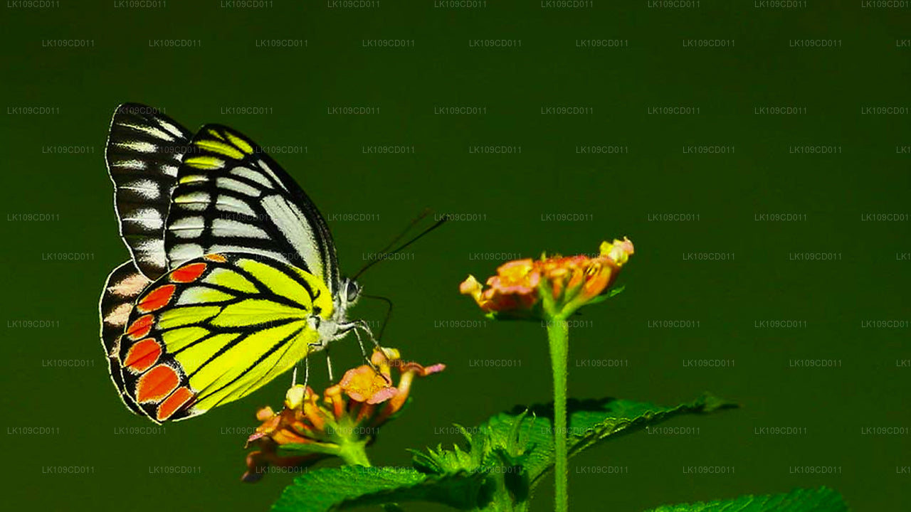 Tour om libellen en vlinders te spotten (9 dagen)