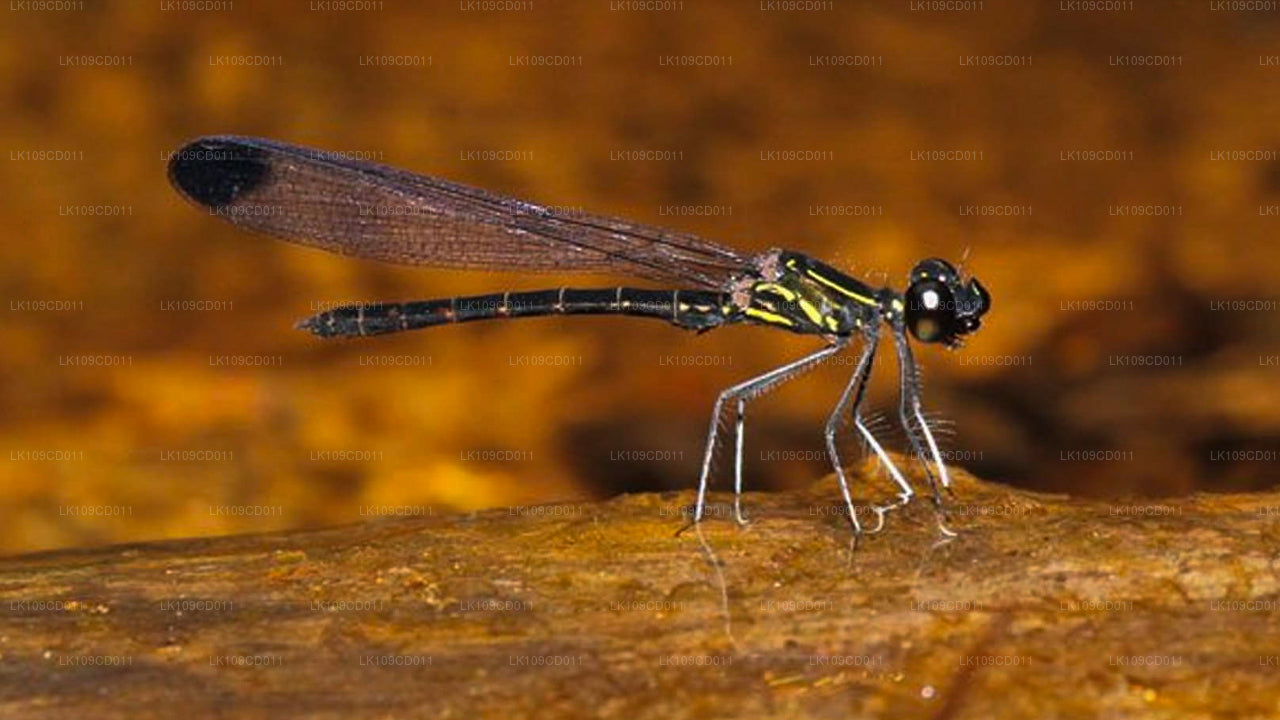Tour om libellen en vlinders te spotten (9 dagen)