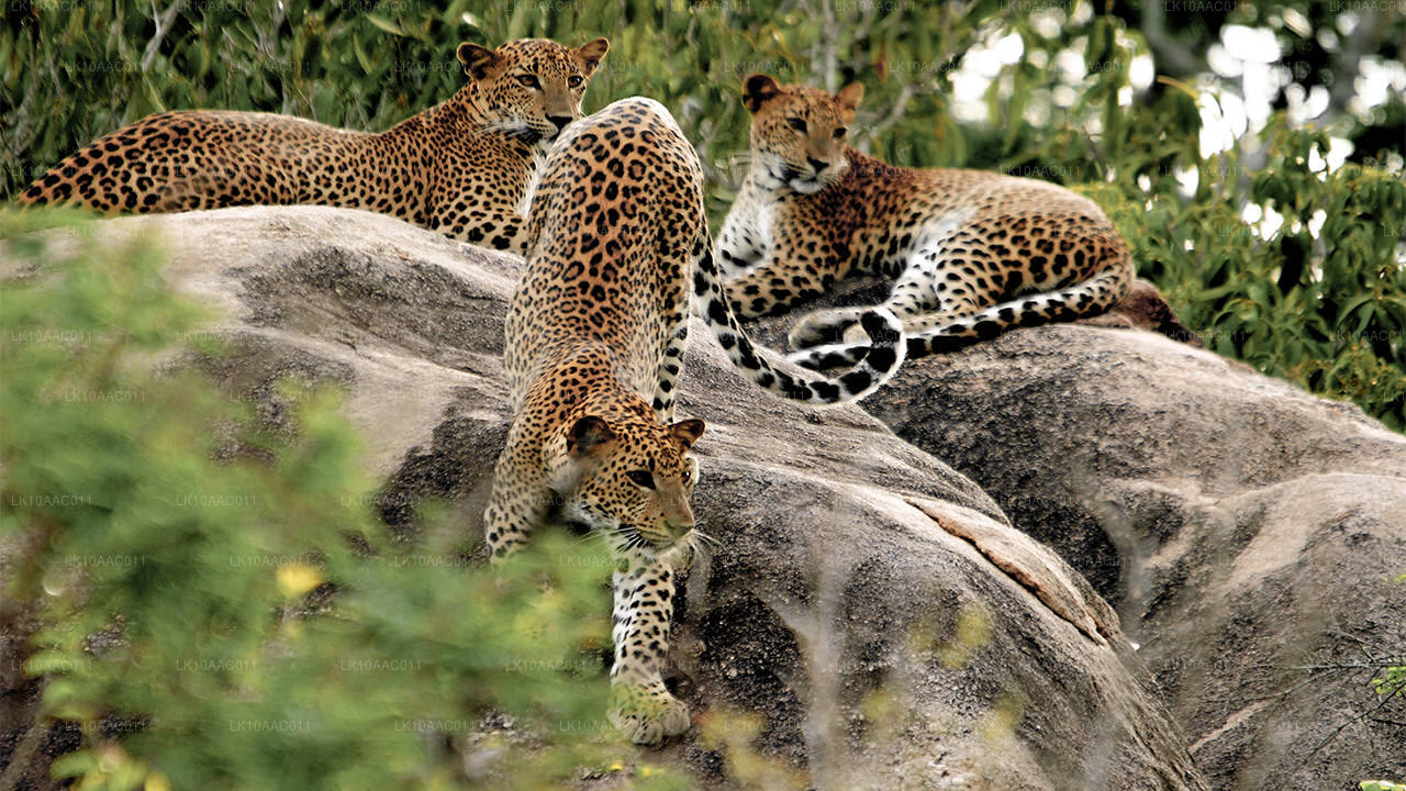 Koninkrijken van Ceylon (10 dagen)