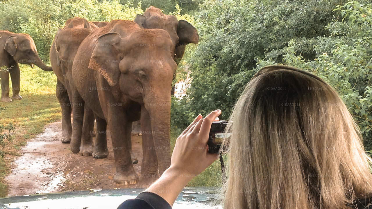 Wilde dieren in Sri Lanka (10 dagen)