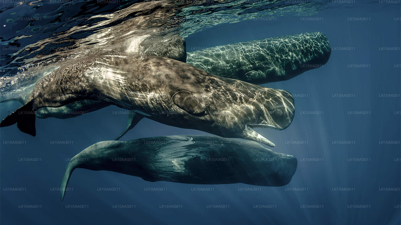 Wilde dieren in Sri Lanka (10 dagen)