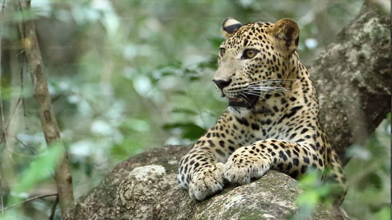 Vogelobservatie- en wildtour (10 dagen)