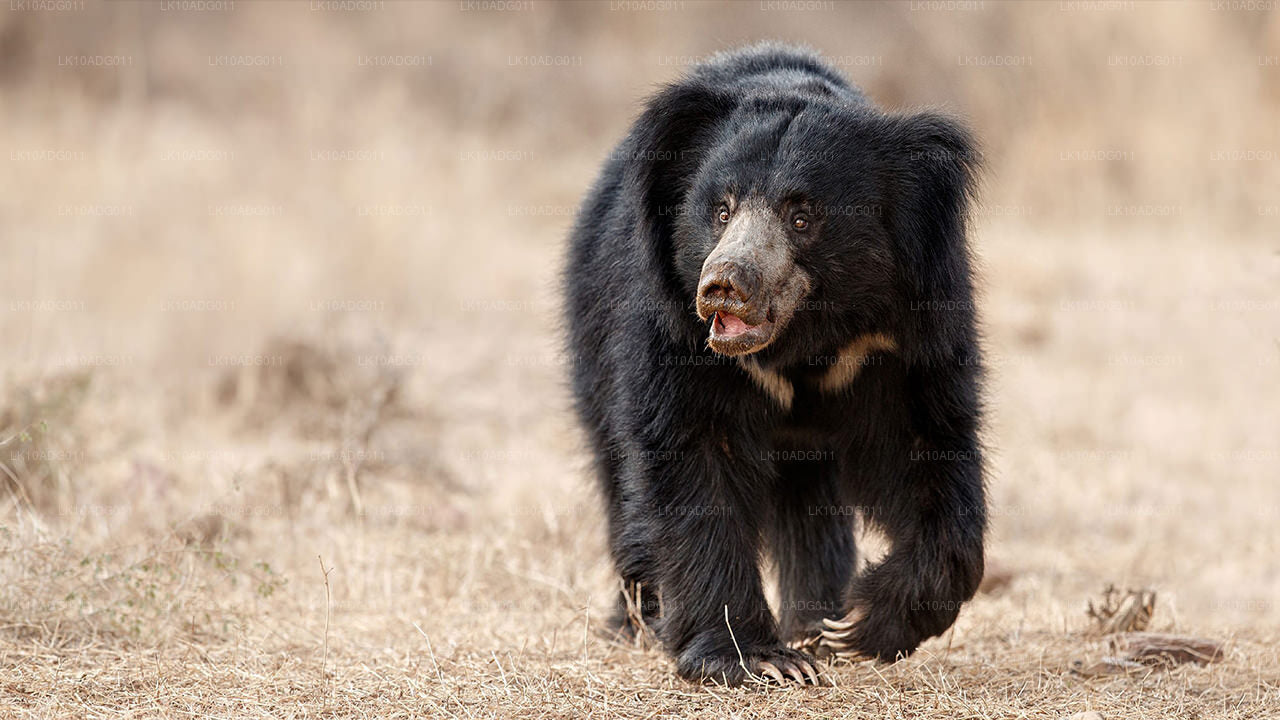 Vogelobservatie- en wildtour (10 dagen)
