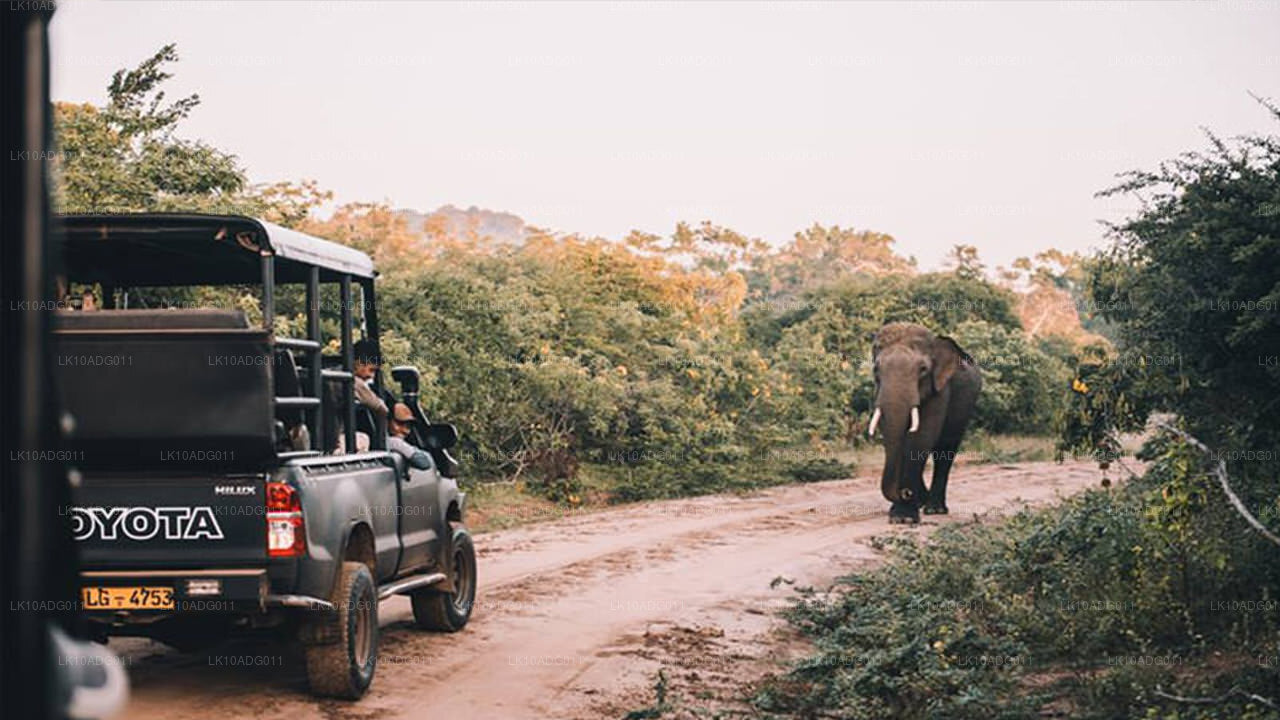 Vogelobservatie- en wildtour (10 dagen)