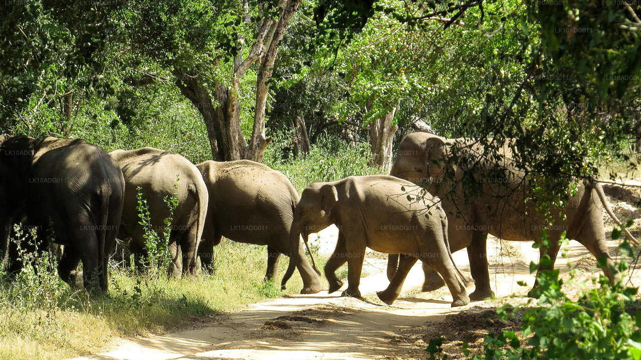 Vogelobservatie- en wildtour (10 dagen)