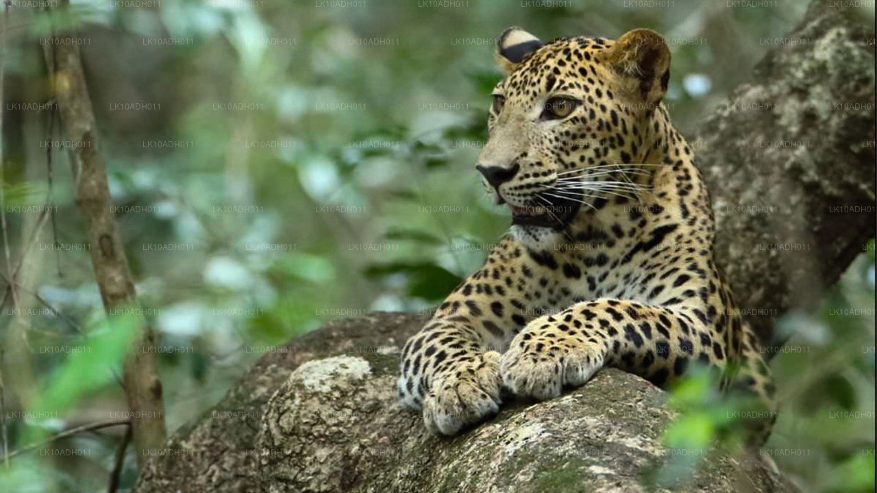 Reis naar vogels en wilde dieren (11 dagen)