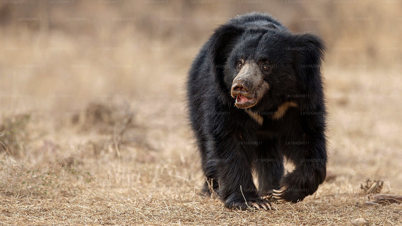 Reis naar vogels en wilde dieren (11 dagen)