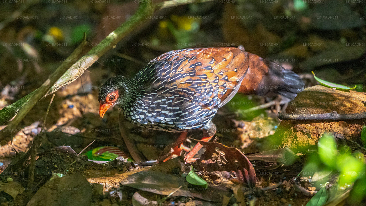 Reis naar vogels en wilde dieren (11 dagen)