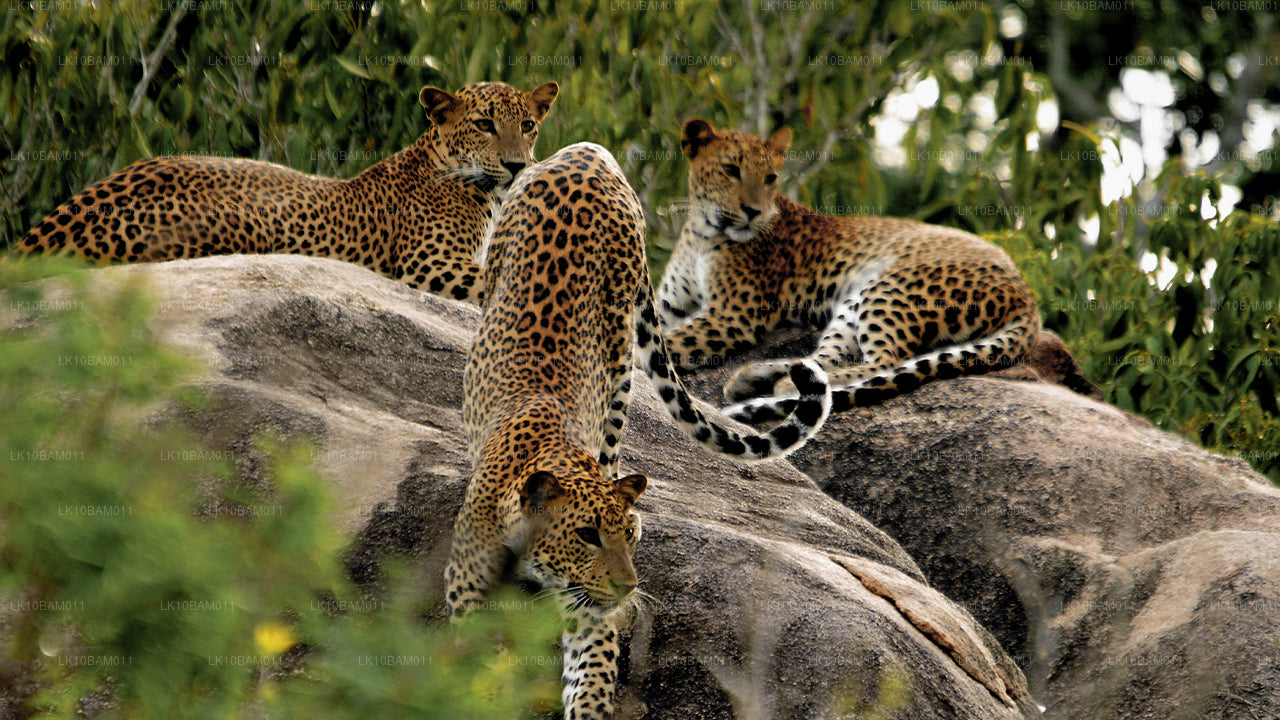 Scenic Serendib (11 dagen)