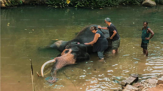 Verloren in Ceylon (11 dagen)