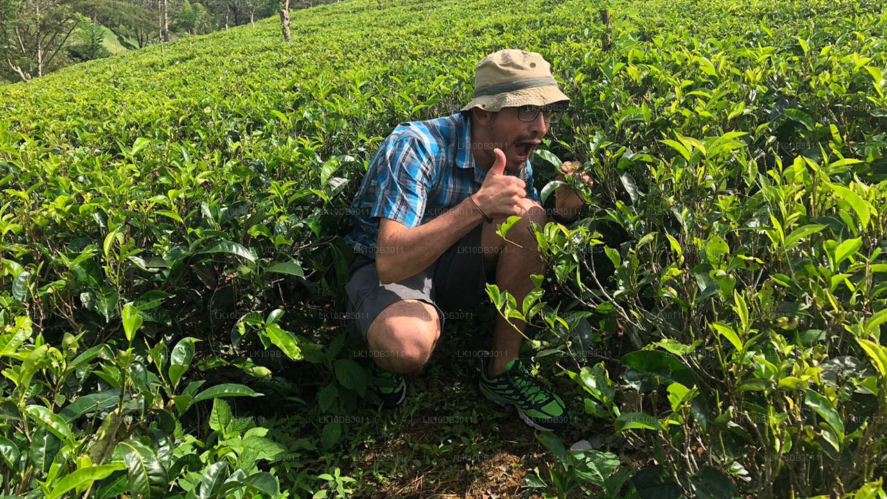 Rondje door Ceylon (13 dagen)