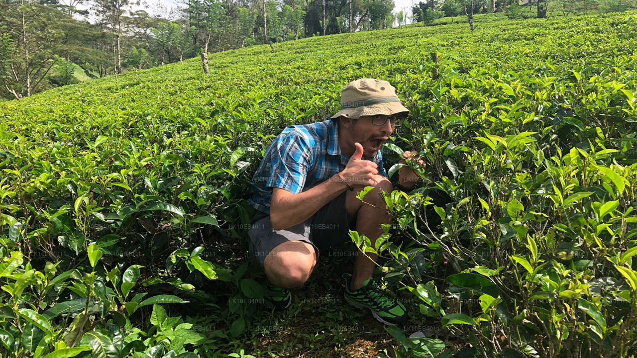 Erfgoed en strand (14 dagen)