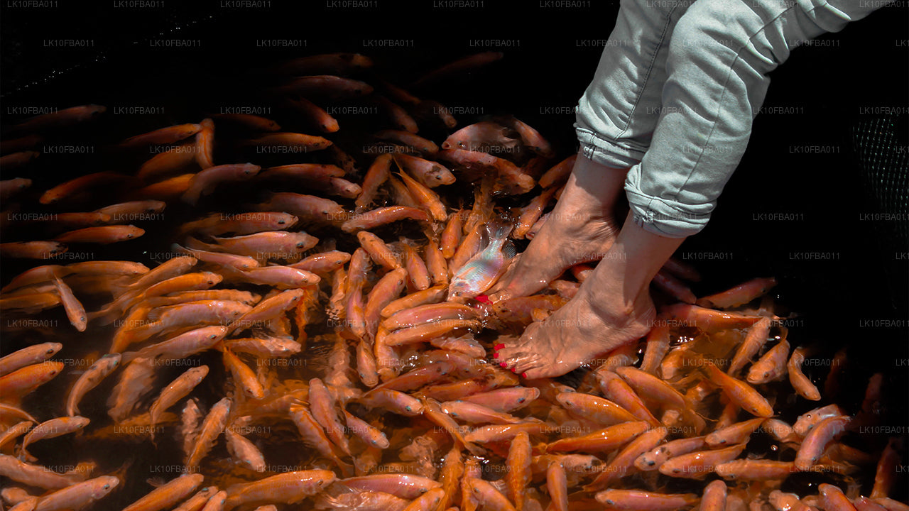 Serendipity Trail (15 dagen)