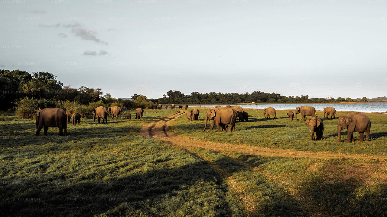 Serendib ontdekken (16 dagen)