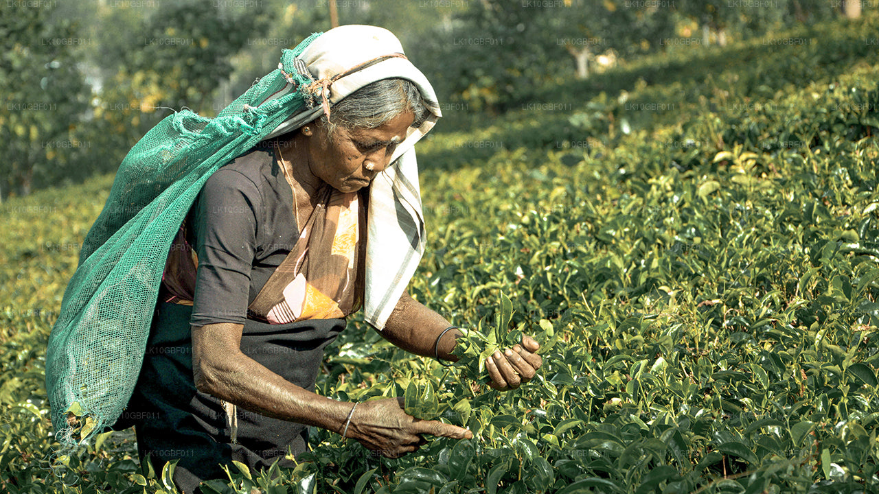 Serendib ontdekken (16 dagen)