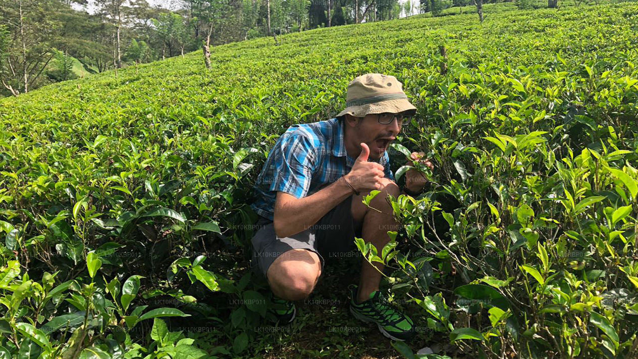 Dive On Excitement (20 dagen)