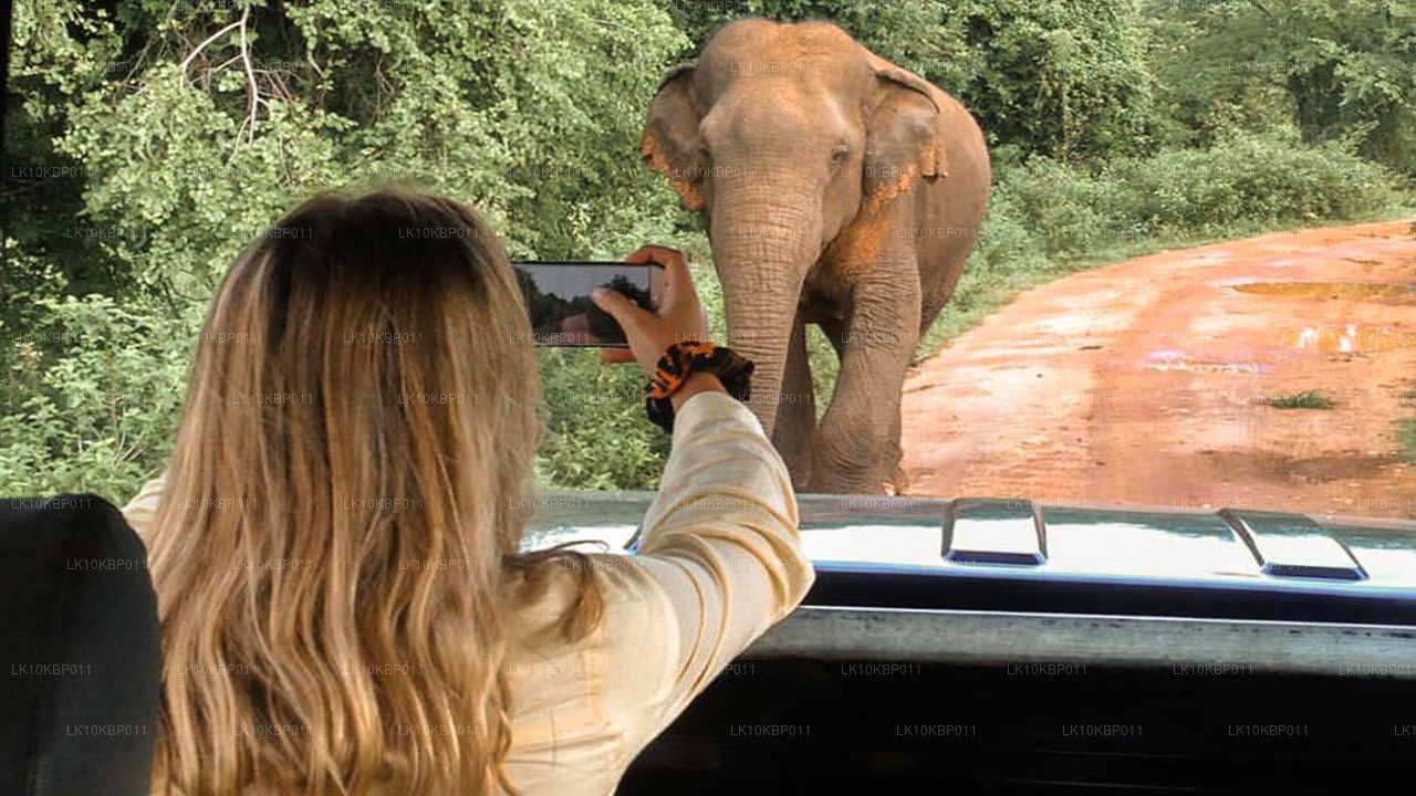 Dive On Excitement (20 dagen)