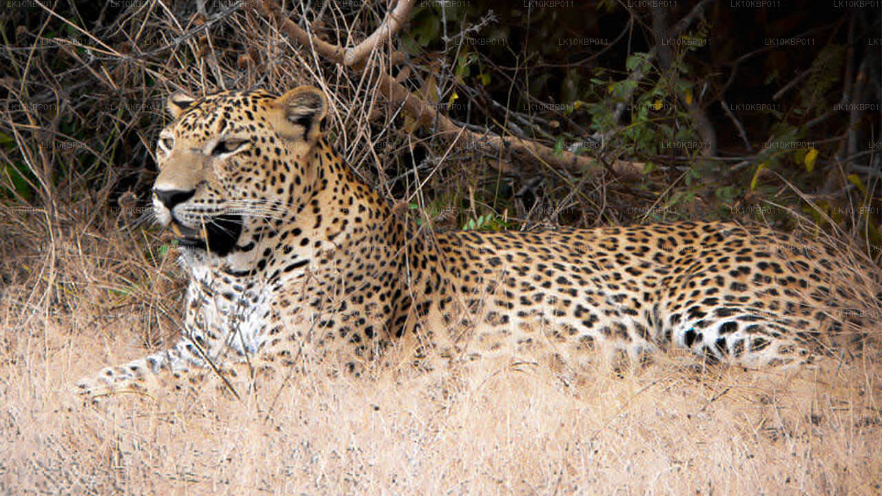 Dive On Excitement (20 dagen)