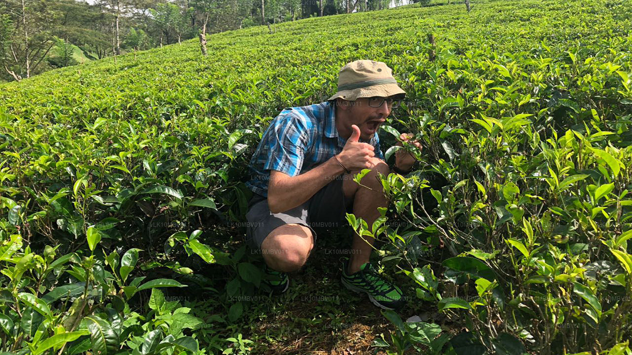 Tempels en natuur (22 dagen)