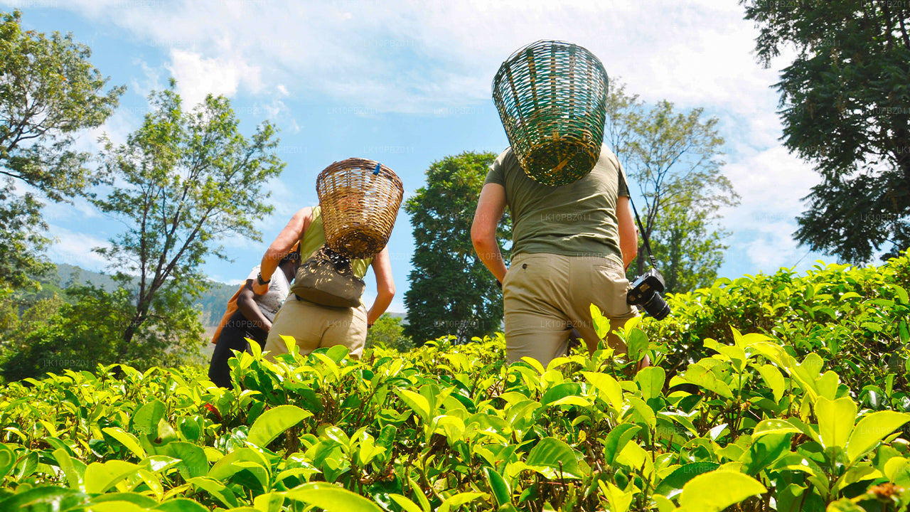 Geweldig Sri Lanka (25 dagen)