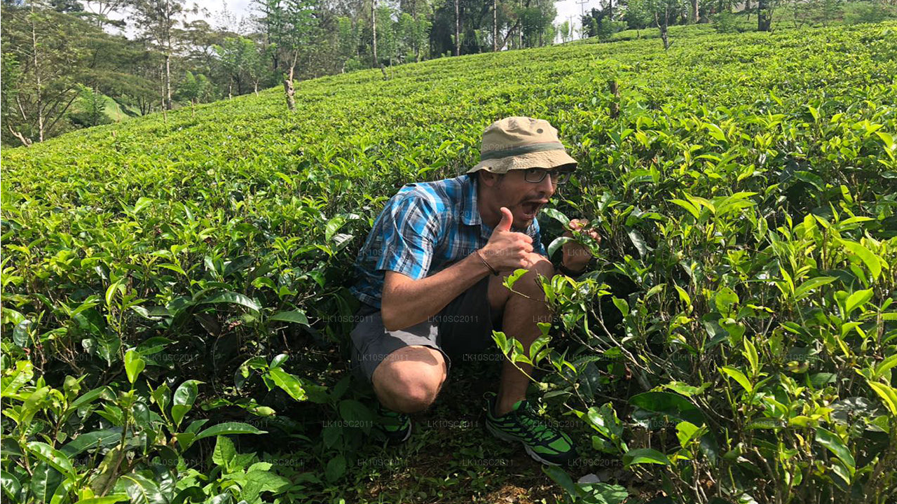 Vertedering op Ceylon (28 dagen)