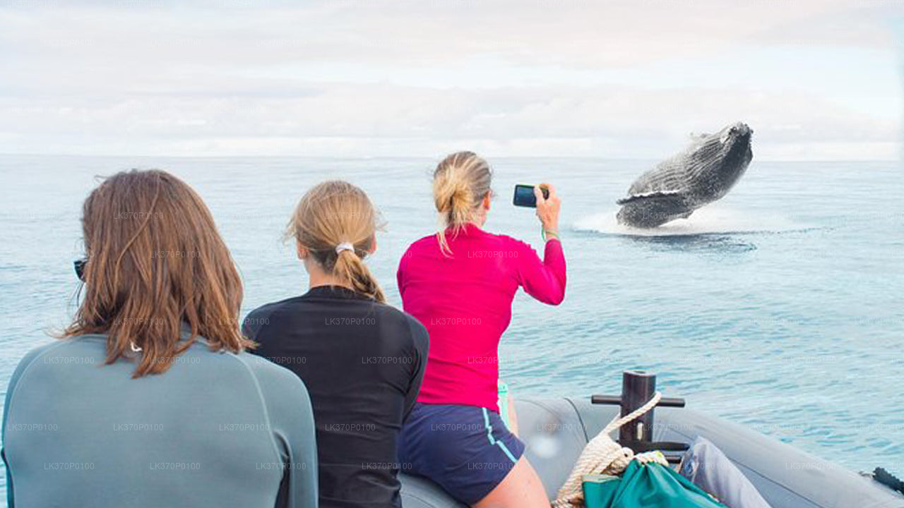 Walvissen spotten vanuit Hiriketiya op een gedeelde boot