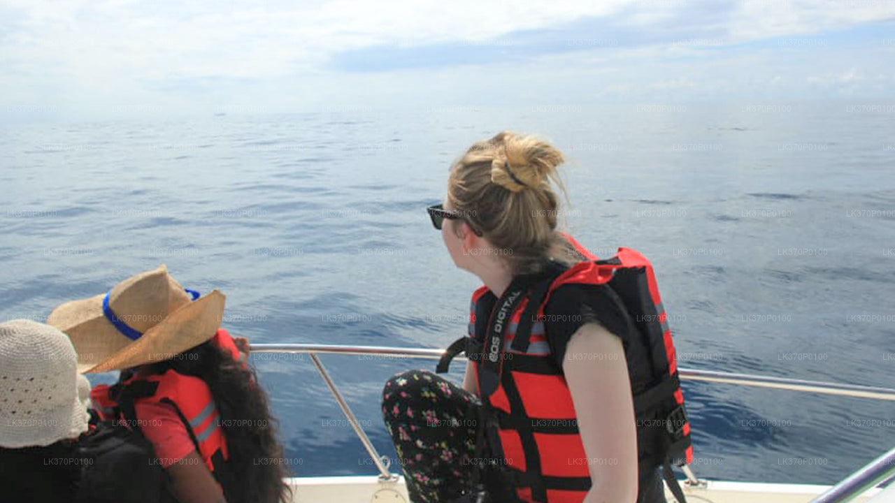 Walvissen spotten vanuit Hiriketiya op een gedeelde boot