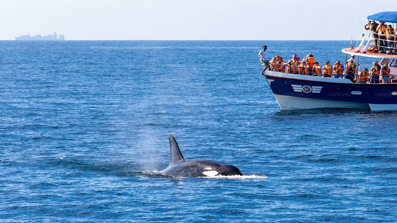Walvisspotten vanuit Tangalle op een gedeelde boot.