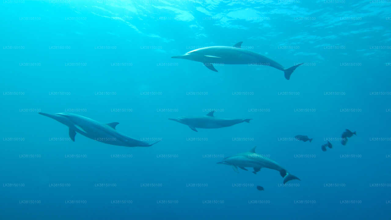 Dolphin Watching from Kalpitiya