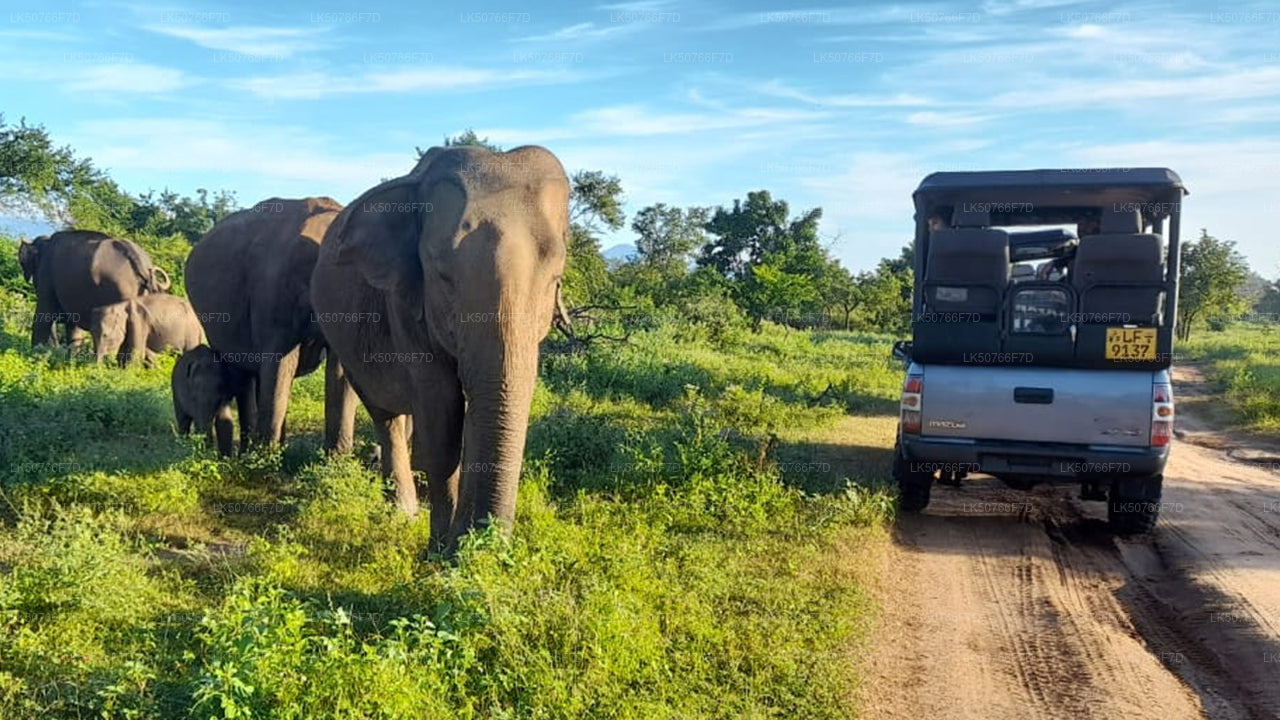Privésafari in Udawalawe National Park met natuuronderzoeker