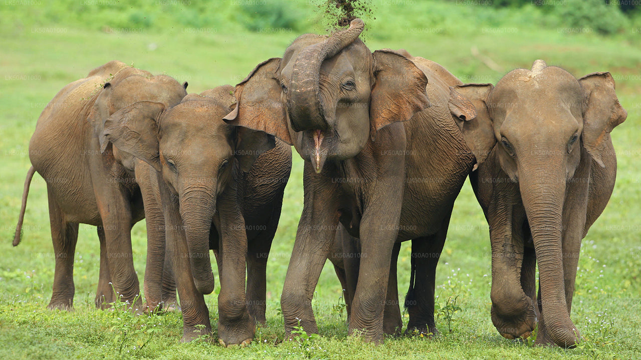 Privésafari in het nationale park Udawalawe