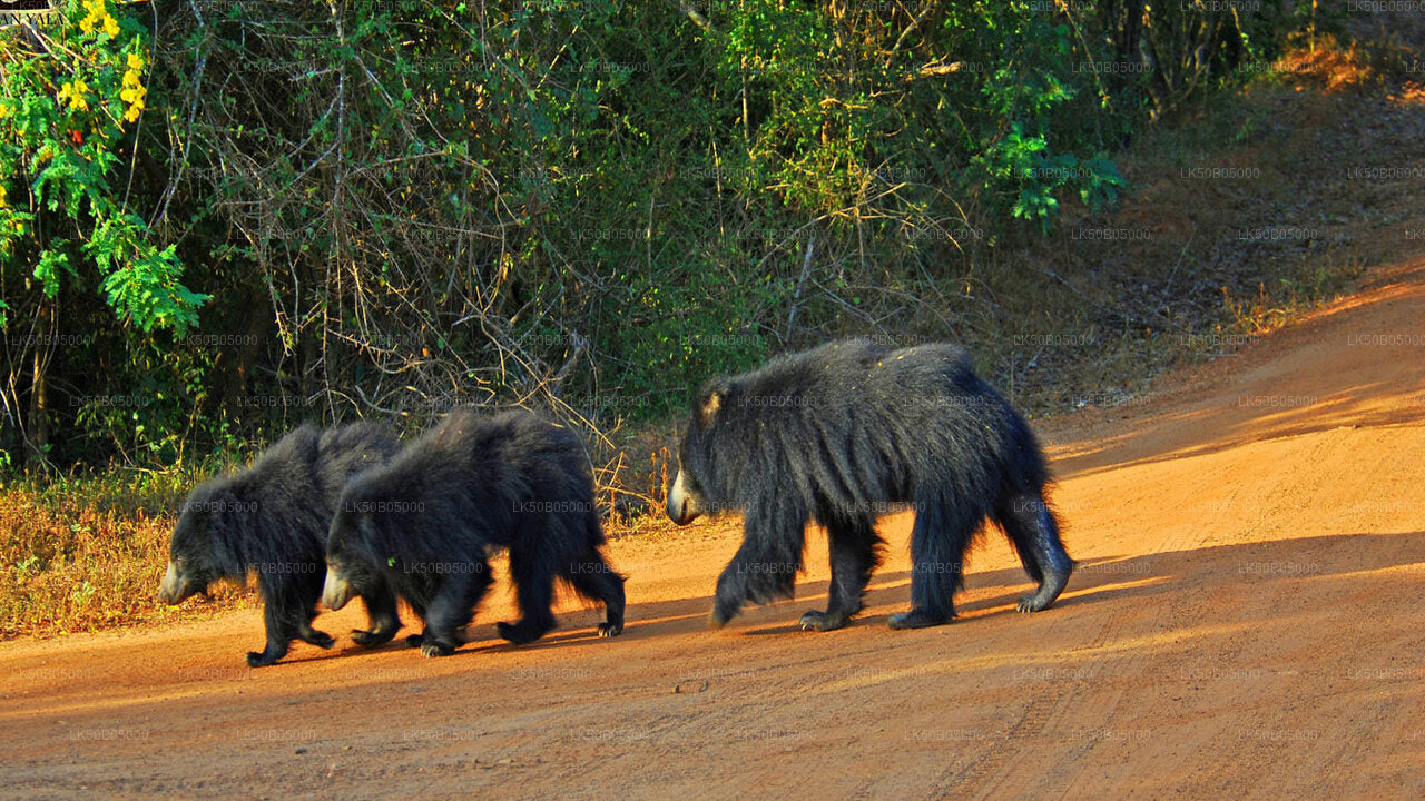 Privésafari in het nationale park Minneriya vanuit Sigiriya